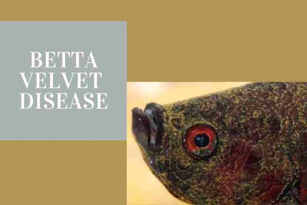 Betta Velvet Disease