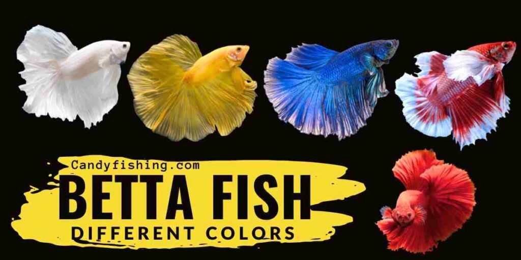 Betta fish colors