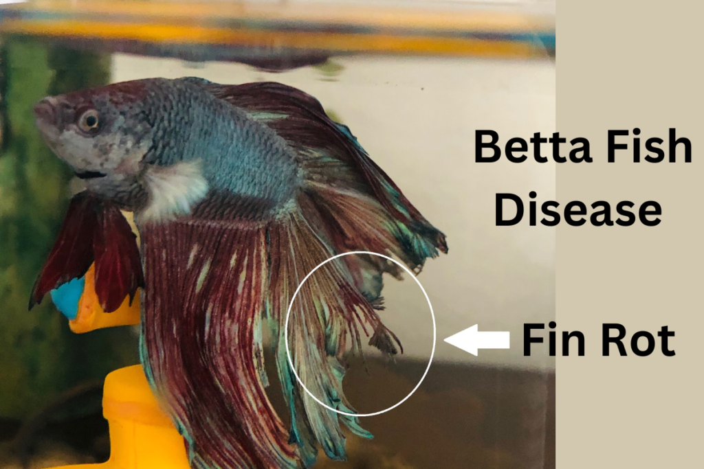 Betta fish diseases Fin rot