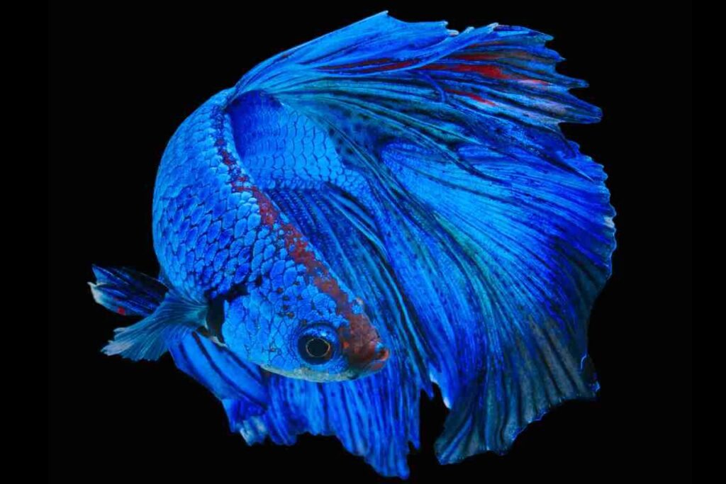 Blue betta fish