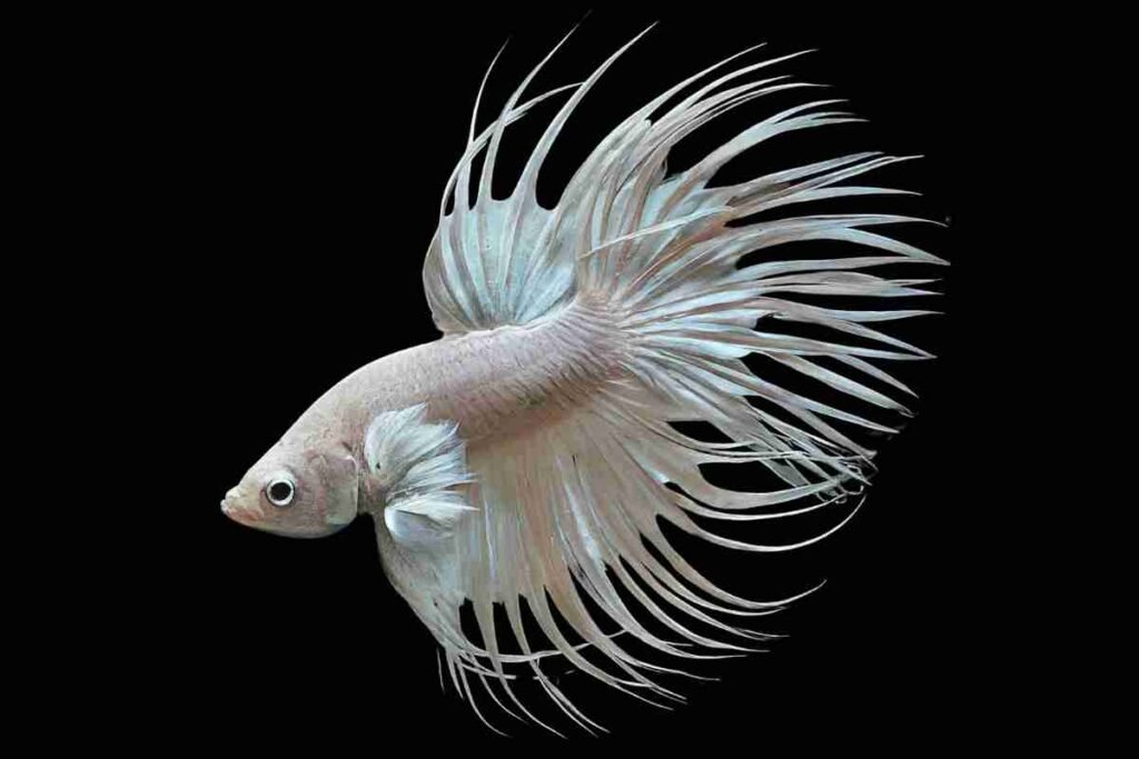 Crown Tail White Betta Fish