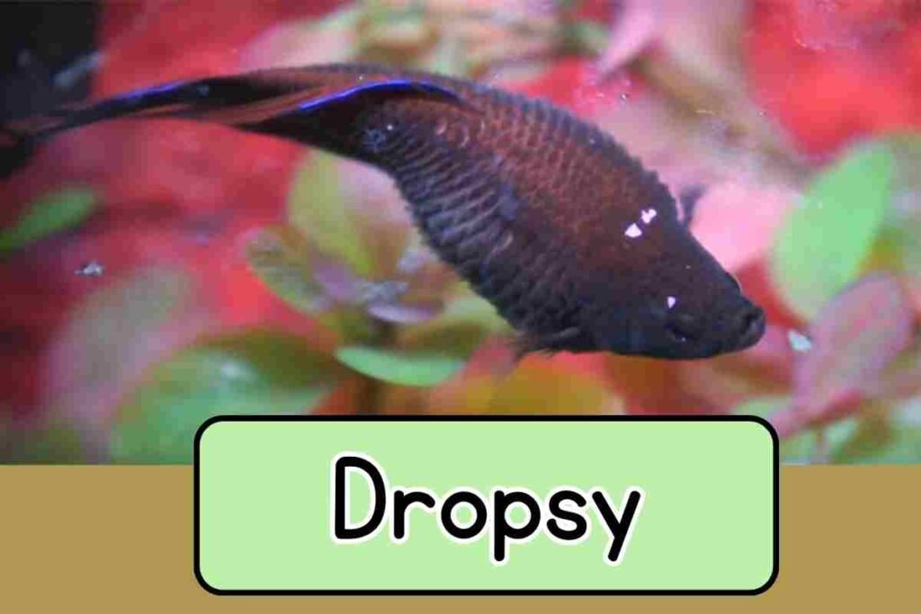 Drospy