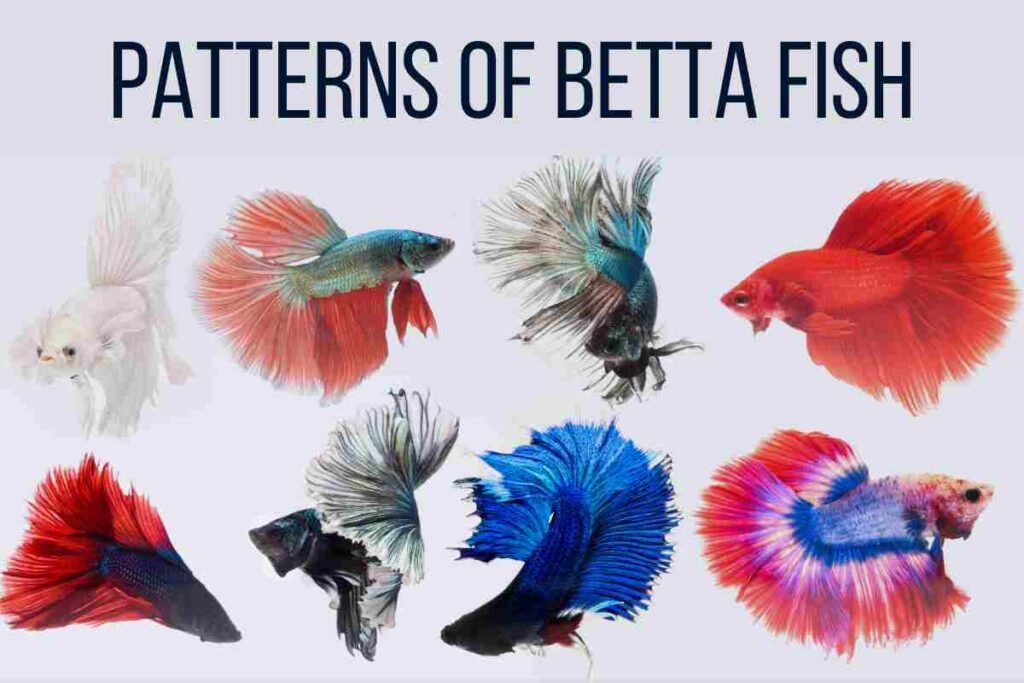 Patterns of betta fish