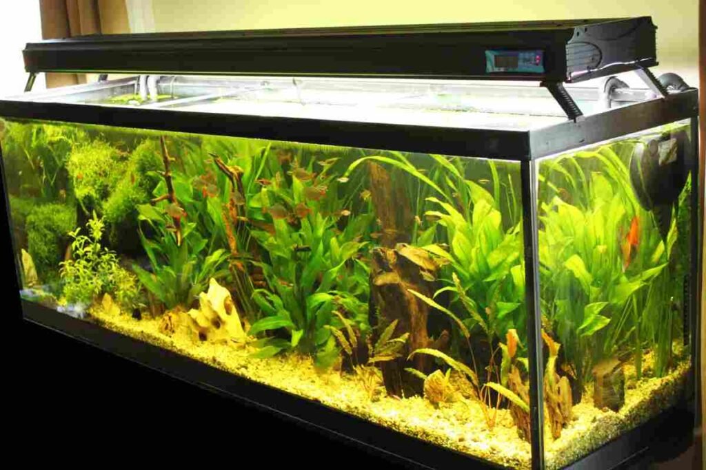 aqurium for betta fish