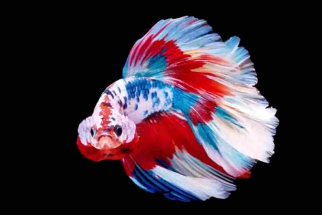 betta fish behaviour