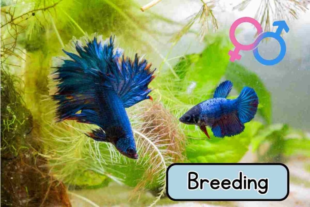 betta fish breeding