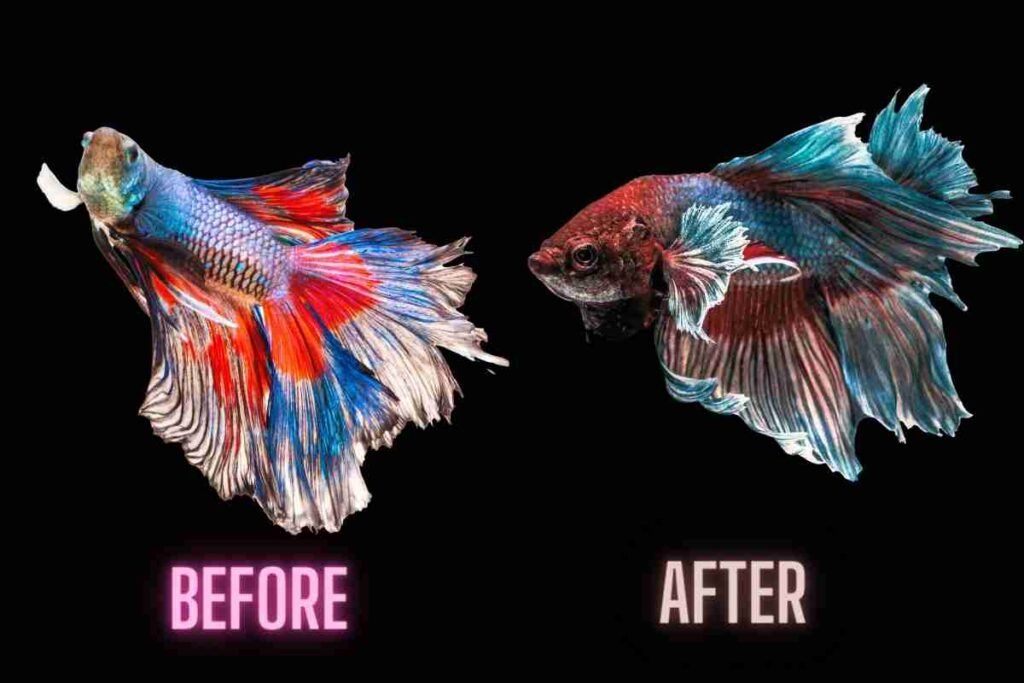 betta fish color change