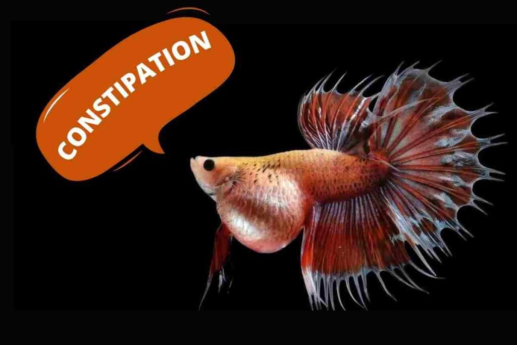 betta fish diseases constipation