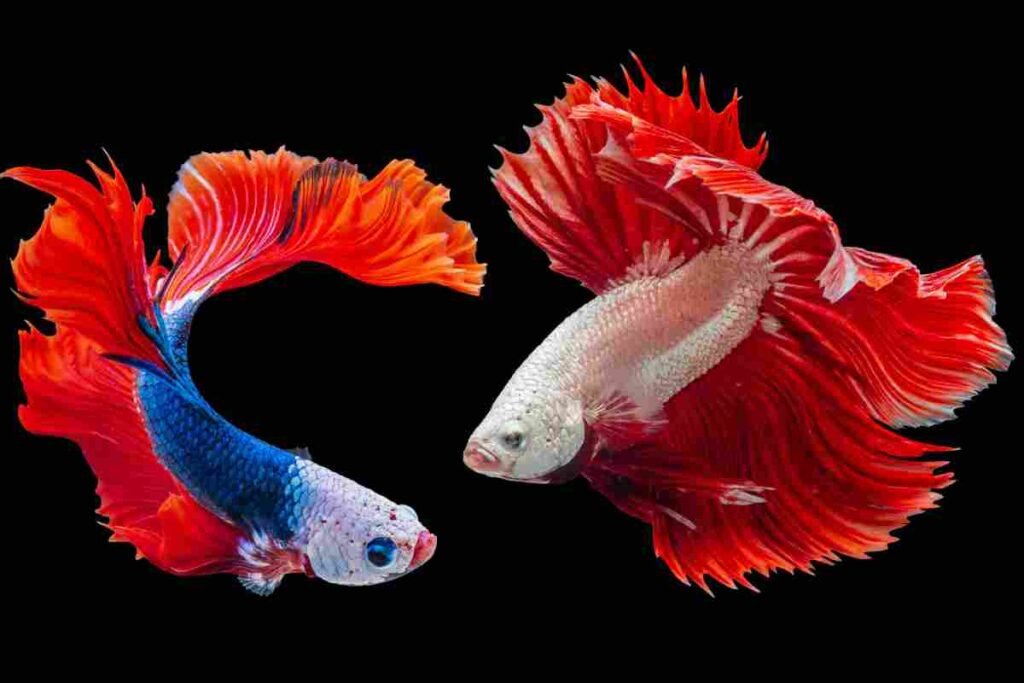 betta fish tail