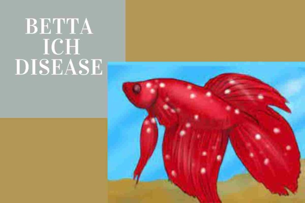 betta ich disease