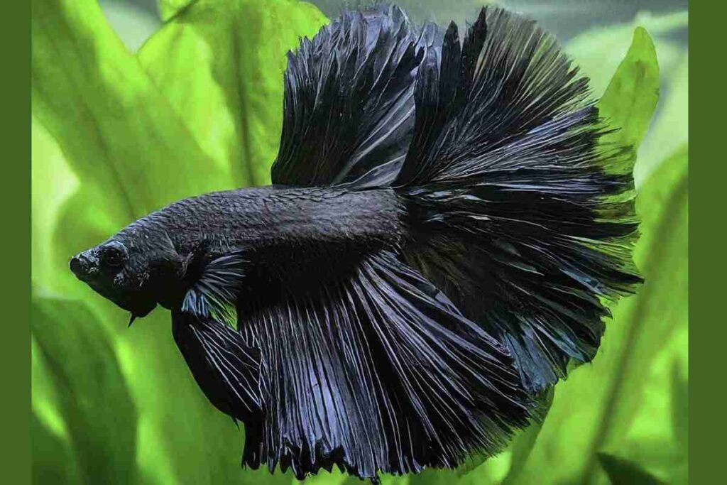 black betta fish