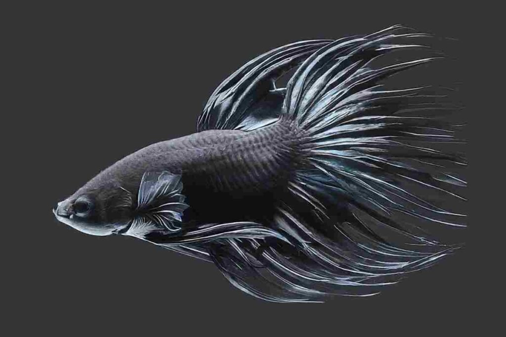 black betta fish