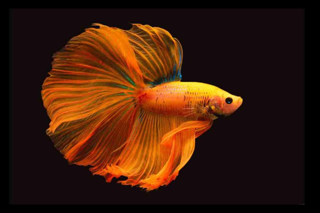 orange betta fish