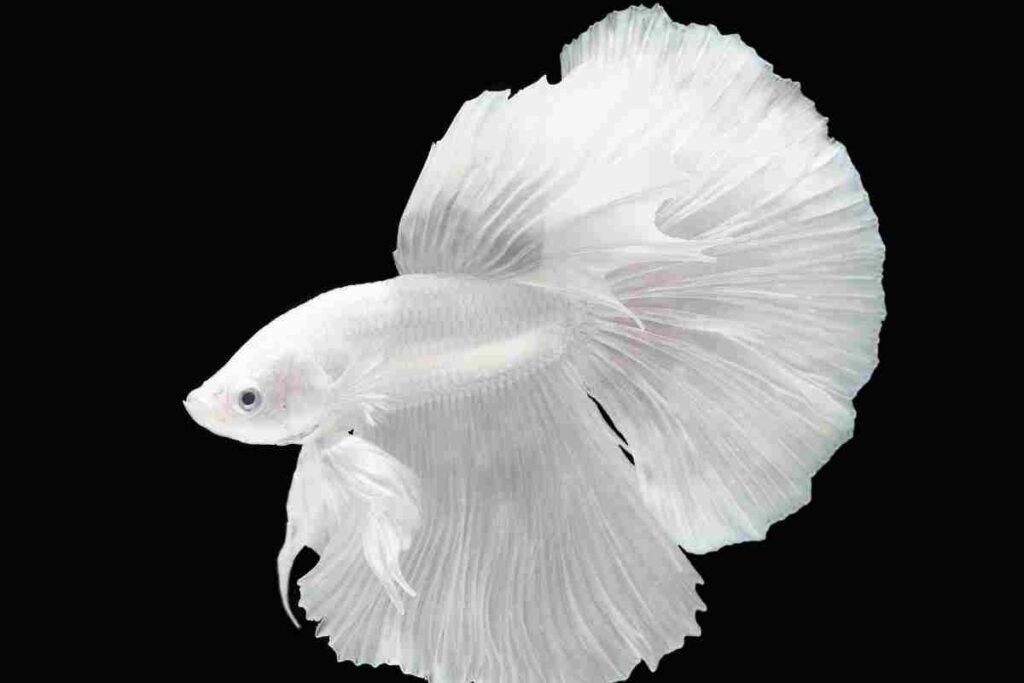 white betta fish