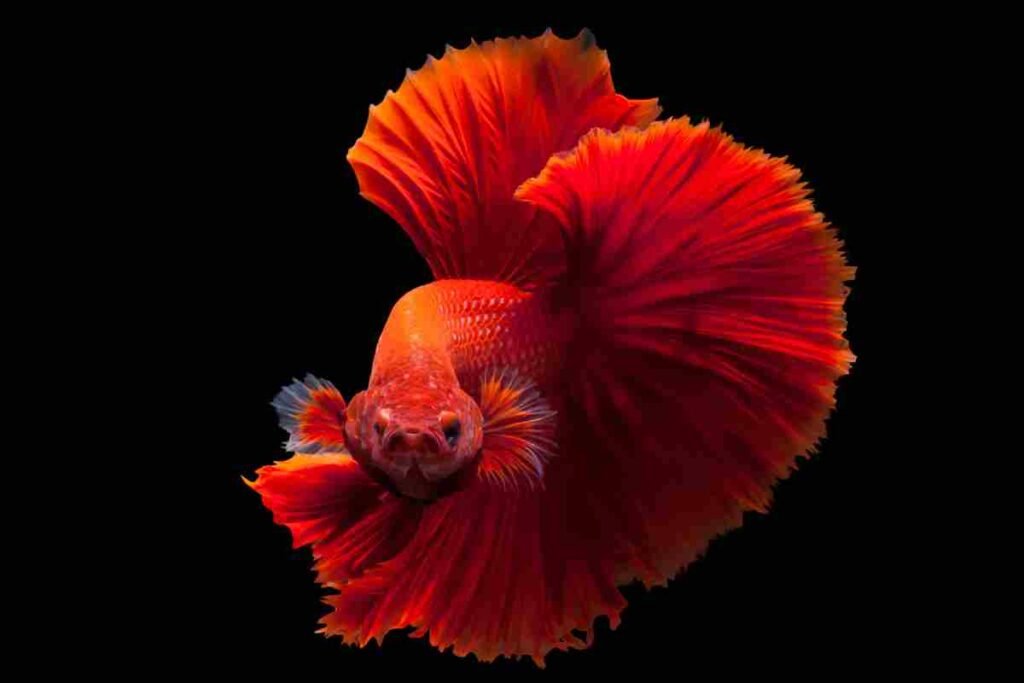 red betta fish