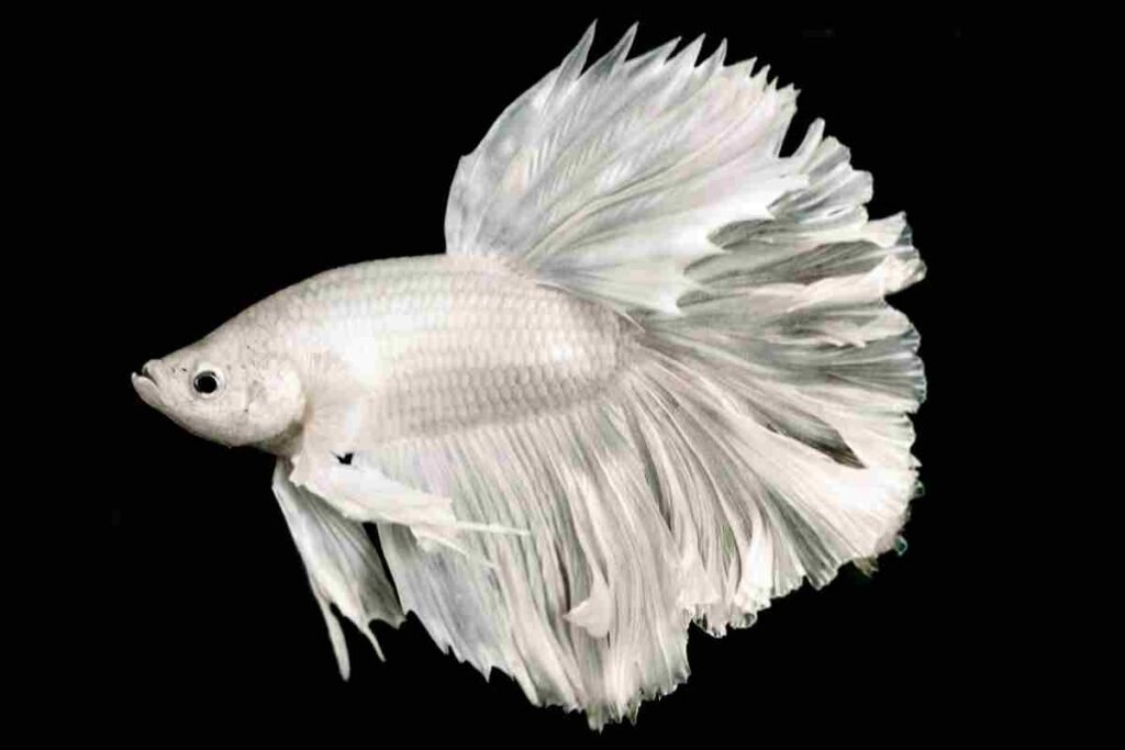 Halfmoon White Betta Fish