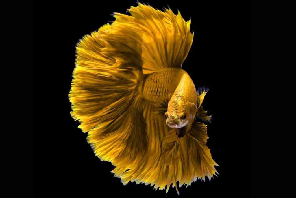 yellow betta fish