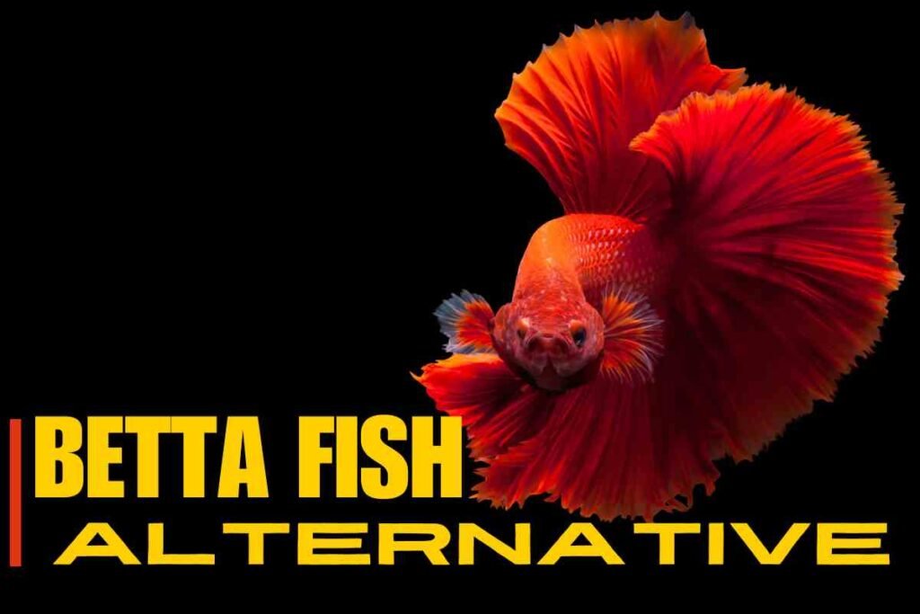 Betta Fish Alternatives