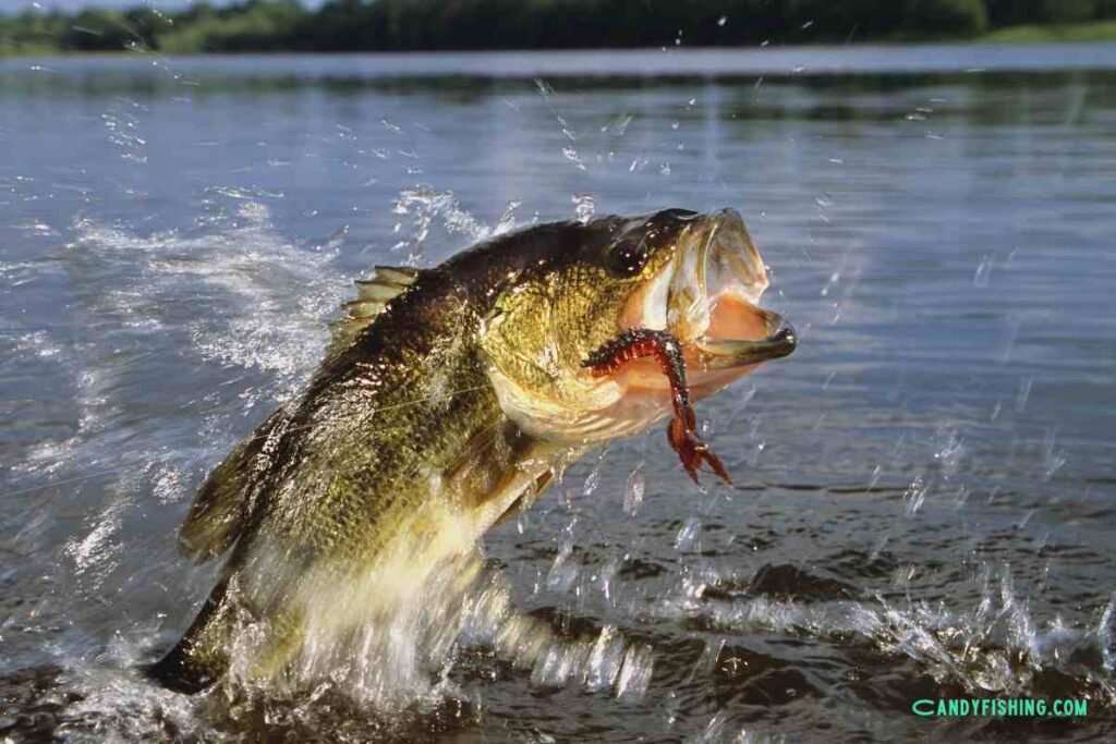 When is the Best Time to Go Fishing for Bass