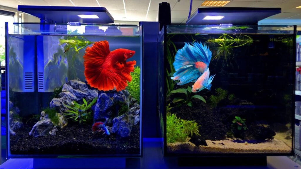 Betta Fish Aquarium Ideas