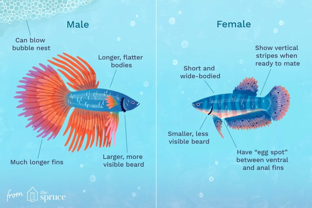 How Do You Know If Betta Fish is Male Or Female