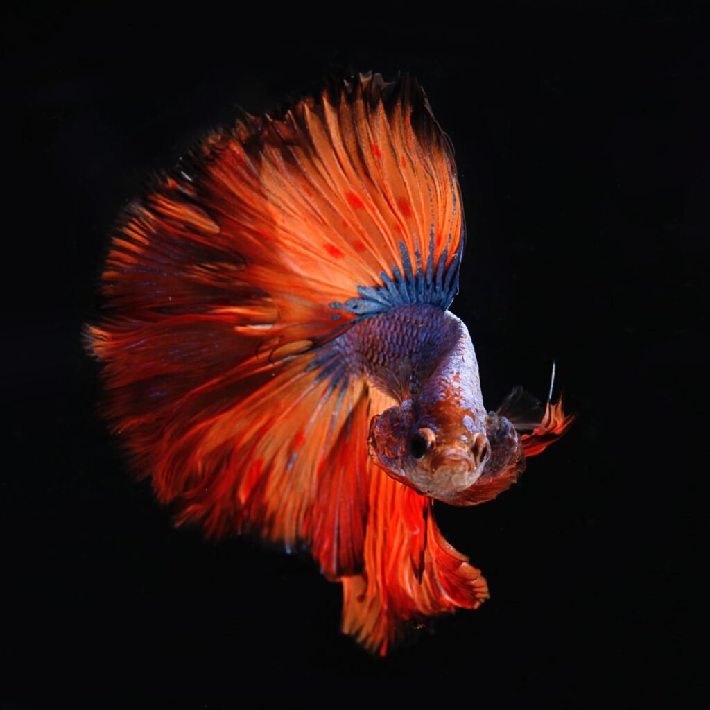 Is Betta Fish Good for Home